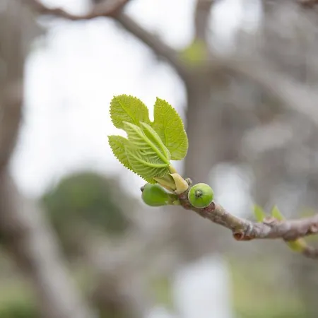 Casa de Férias Irene By Antigone Halikounas