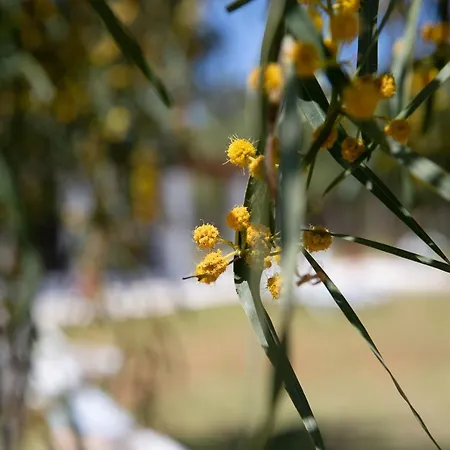 Irene By Antigone Halikounas