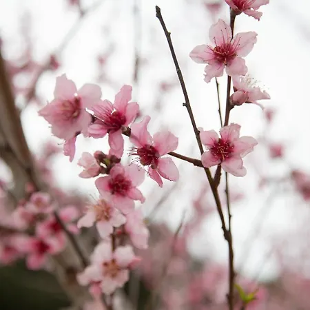 度假居 Irene By Antigone *
